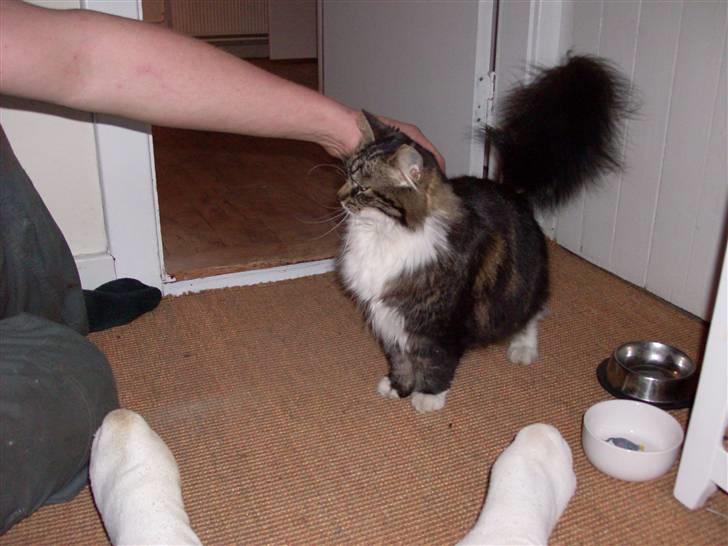 Norsk Skovkat jasmin - elsker at blive kælet billede 13