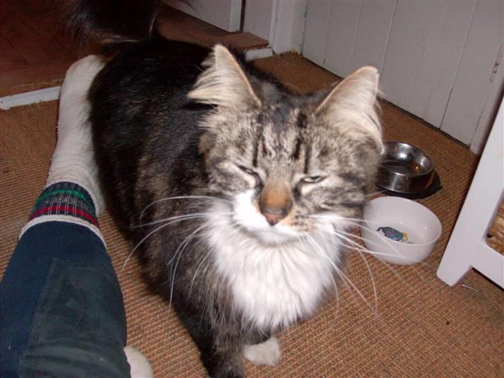 Norsk Skovkat jasmin - hej mor billede 14