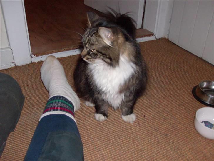 Norsk Skovkat jasmin - jasmin billede 15