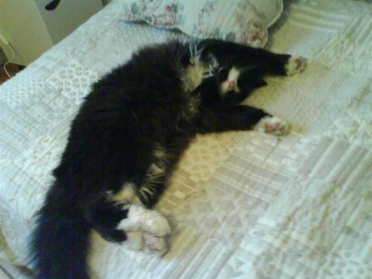 Blanding af racer bimse. - bimse d; billede 1