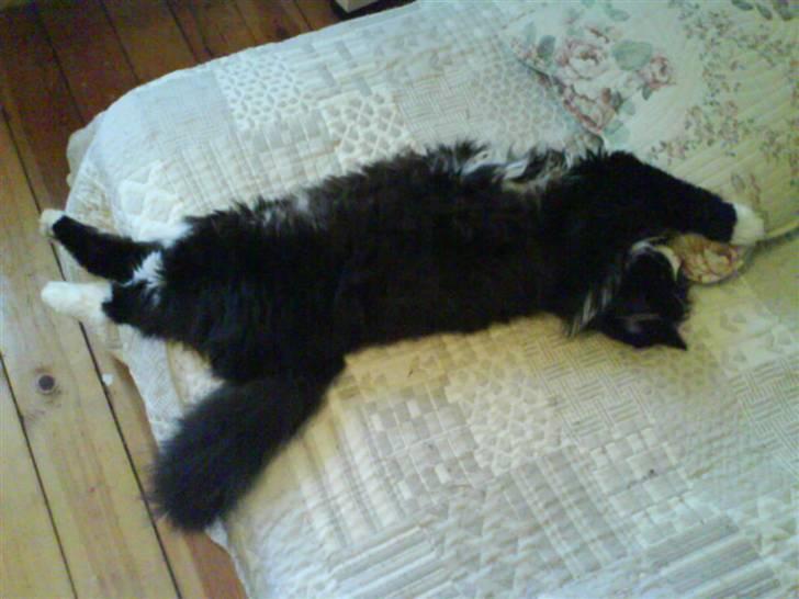 Blanding af racer bimse. - bimse q;. billede 2