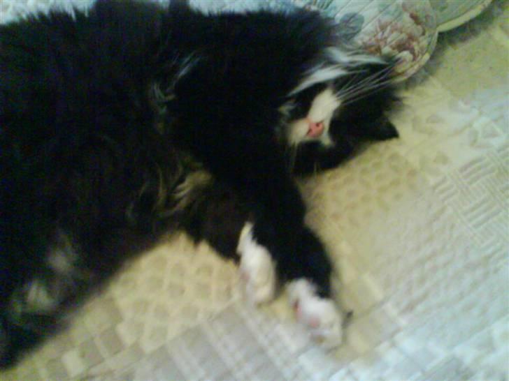 Blanding af racer bimse. - bimse{; billede 3