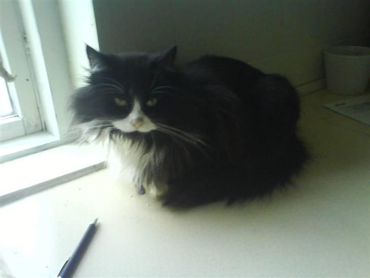 Blanding af racer bimse. - bimse :D. billede 4