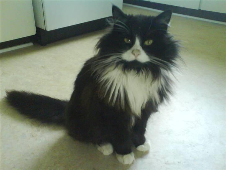 Blanding af racer bimse. - bimse[; billede 5