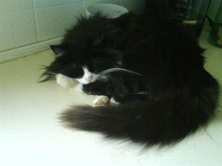 Blanding af racer bimse. - bimse:I:D. billede 6