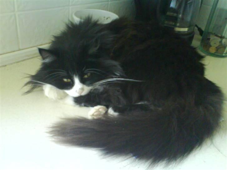 Blanding af racer bimse. - bimse[s:naughty]. billede 7