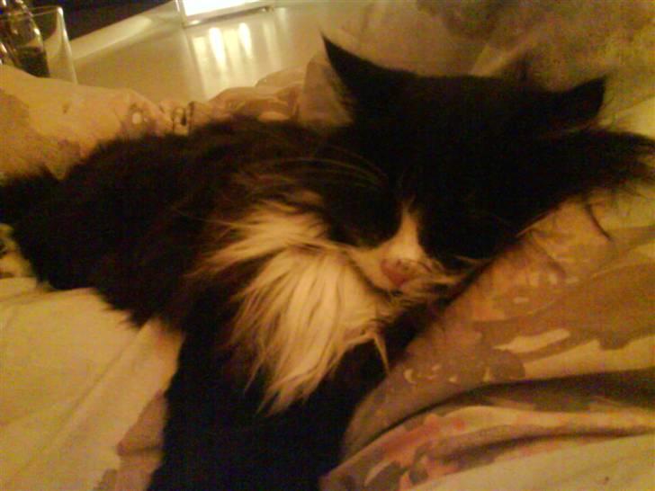 Blanding af racer bimse. - bimse$;. billede 8