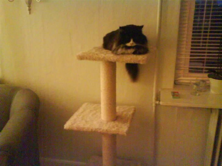 Blanding af racer bimse. - bimse :jj. billede 9