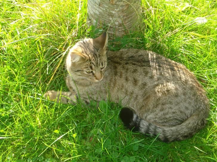 Blanding af racer Tiger - væk :'/ - Tiger som hvis er lidt træt :) billede 11