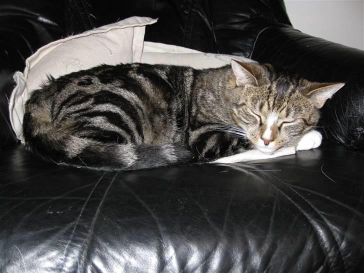 Huskat Gizmo billede 13