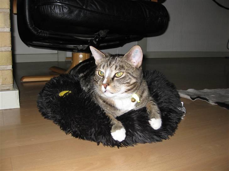 Huskat Gizmo billede 14