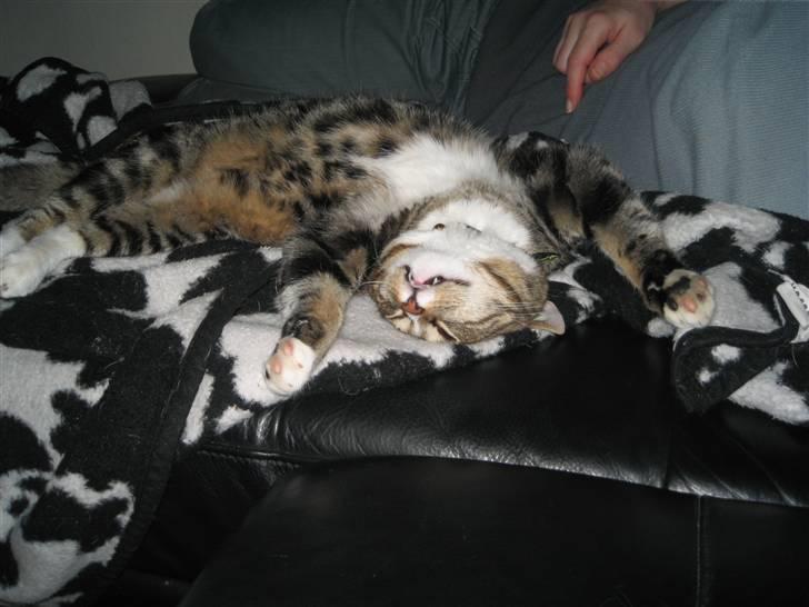 Huskat Gizmo billede 15