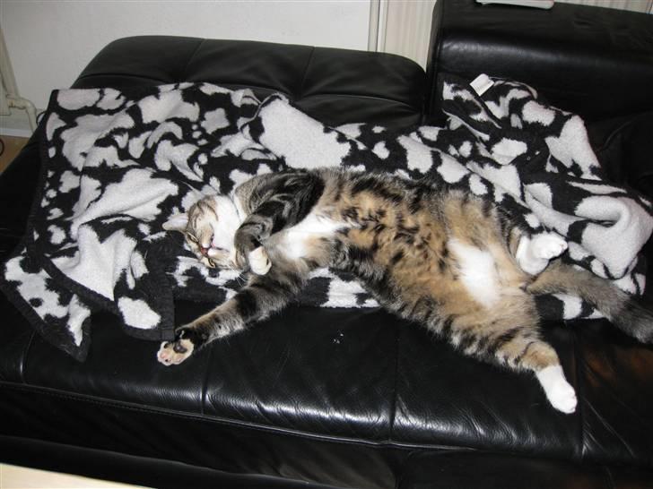 Huskat Gizmo billede 16