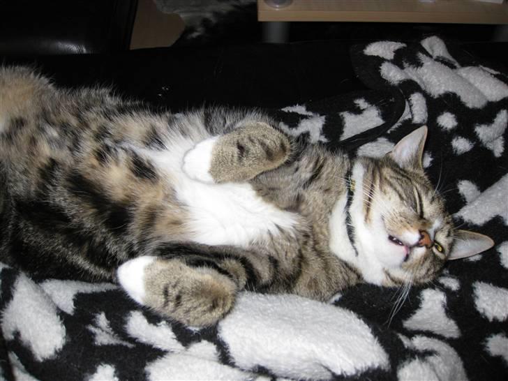 Huskat Gizmo billede 17