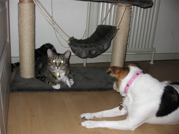 Huskat Gizmo billede 18