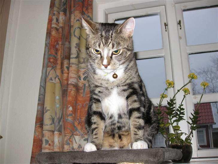 Huskat Gizmo billede 19