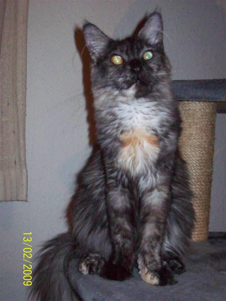 Maine Coon PANDORA billede 2