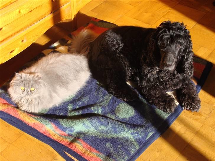 Perser Dronning Dagmar - Lørdags hygge i solen, med fætter hannibal ( 14 feb 09 )  billede 9