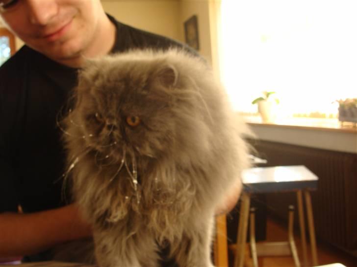 Perser Dronning Dagmar - Didi efter en bid fastelavnsbolle ( 12 feb 09 )  billede 10