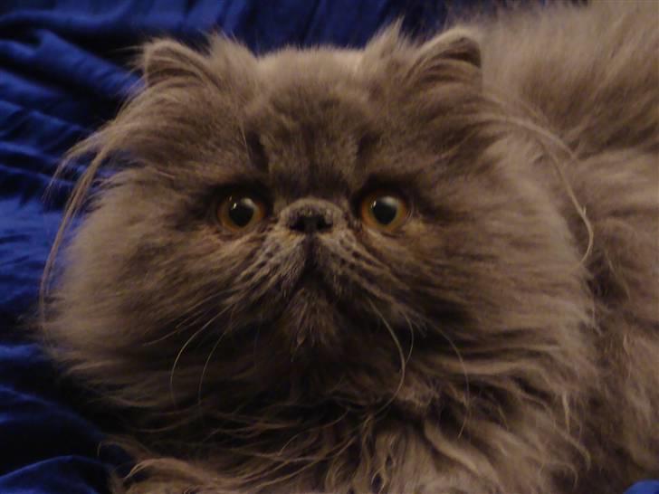 Perser Dronning Dagmar billede 11