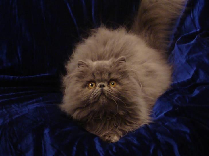 Perser Dronning Dagmar billede 12