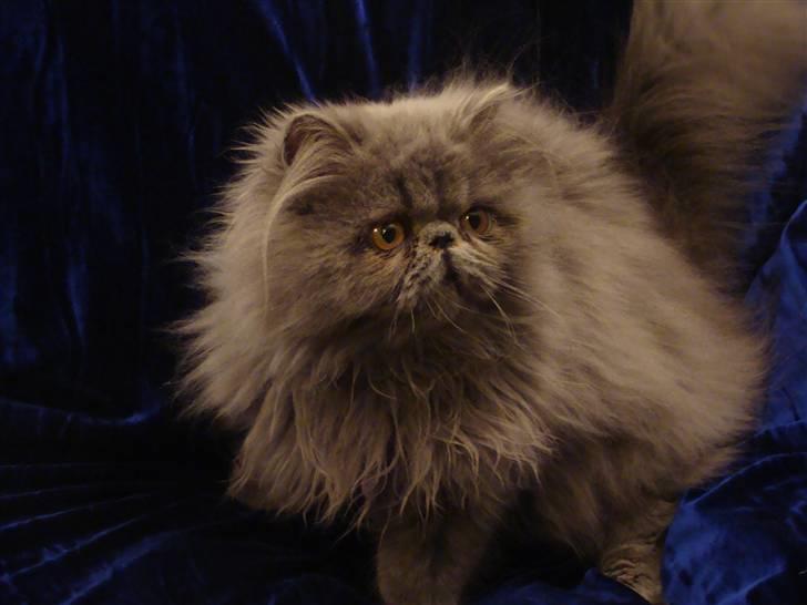 Perser Dronning Dagmar billede 13