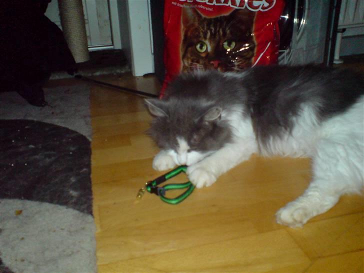 Blanding af racer Oliver Twist billede 18