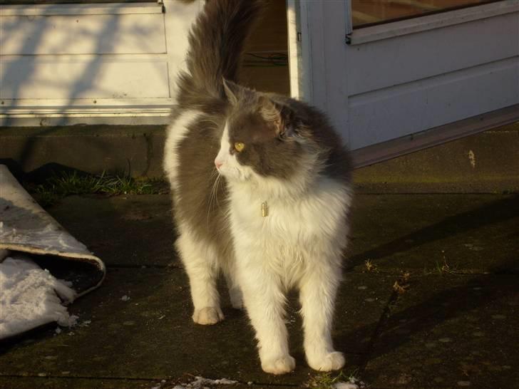 Blanding af racer Oliver Twist - *nyt* billede 19