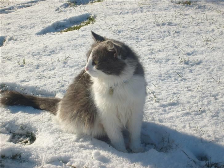 Blanding af racer Oliver Twist - *nyt* billede 20