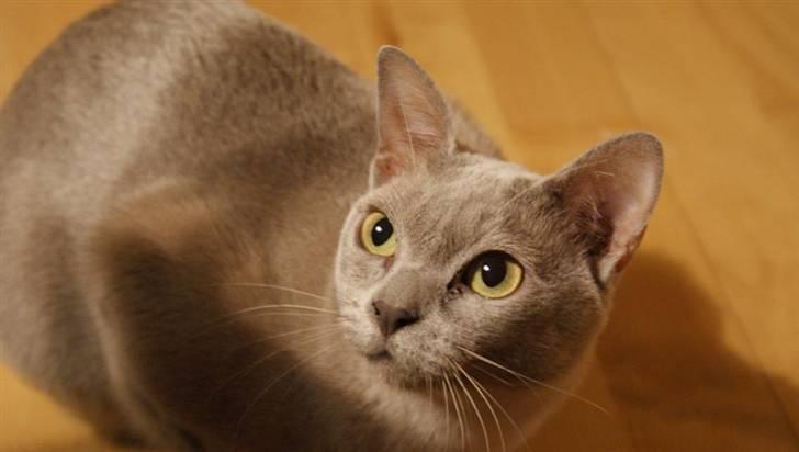 Burmeser Cleopatra billede 19