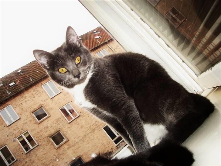 Huskat Cleo - Min smukke Cleo billede 1