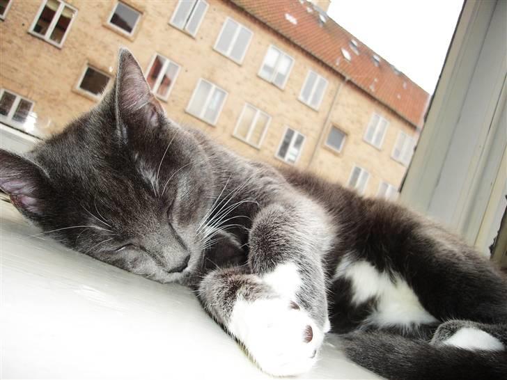 Huskat Cleo - Hvor er hun bare kær!... billede 2