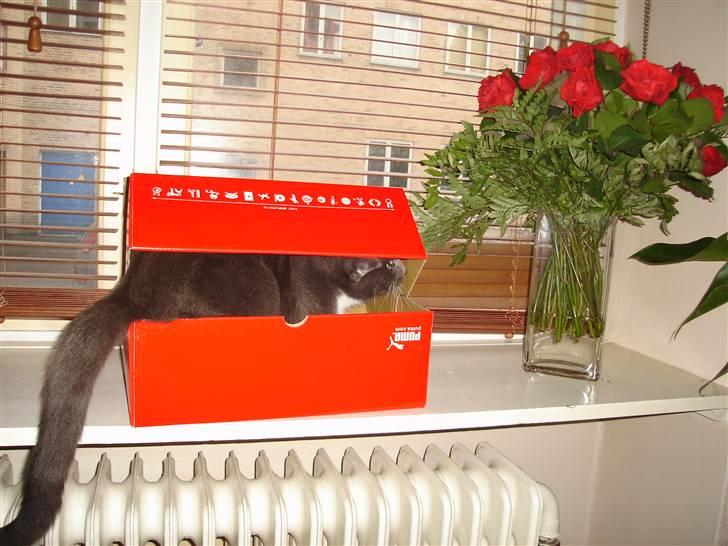 Huskat Cleo - Ja hun elsker kasser i alle størrelser... billede 3