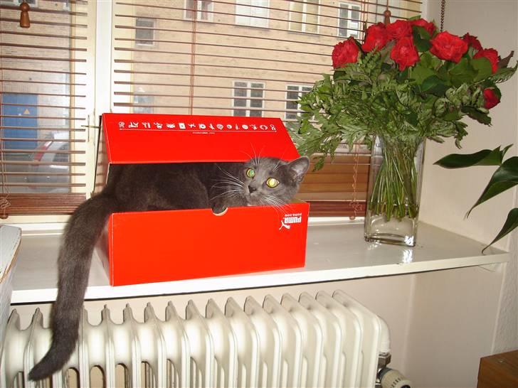 Huskat Cleo - Der er masser af plads til en lille kat!... billede 4