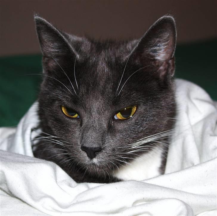 Huskat Cleo - Skøn lille kat billede 5