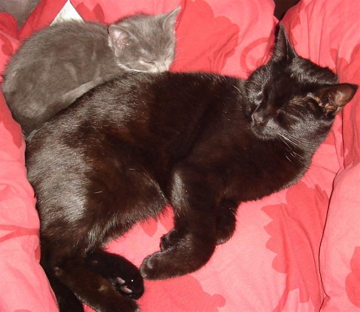 Huskat Cleo - Cleo og King - de er bare dejlige... billede 6
