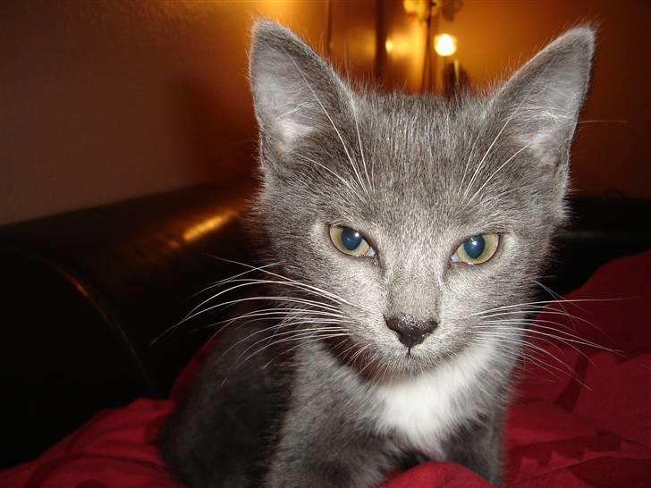 Huskat Cleo - Min lille skat billede 7