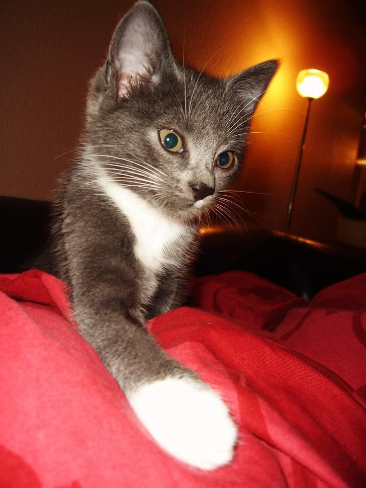 Huskat Cleo - Cleo billede 8