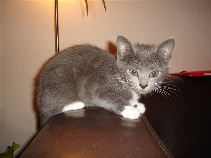 Huskat Cleo - Dejlige Cleo billede 9