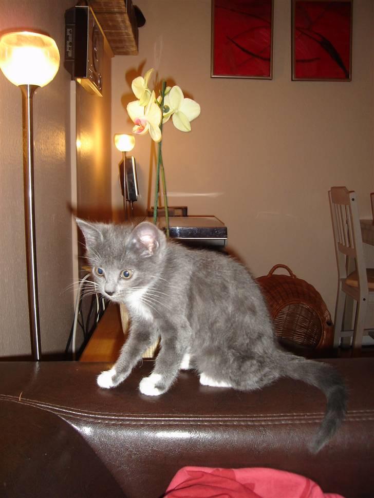 Huskat Cleo - Lille skat billede 10