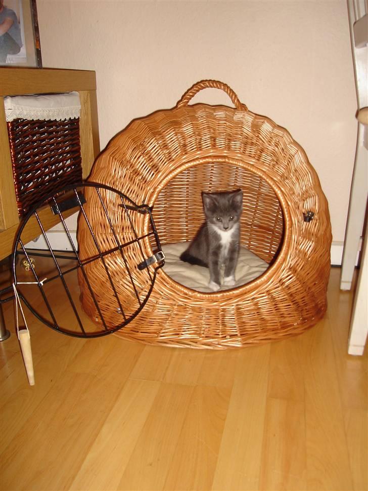 Huskat Cleo - Cleo billede 11