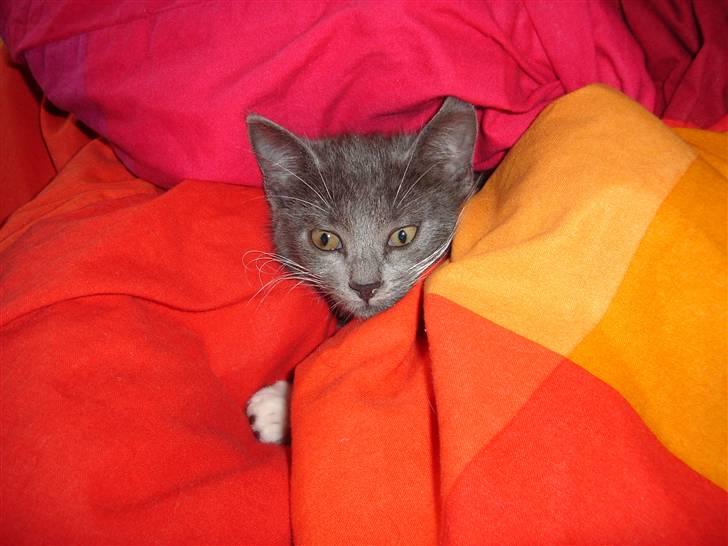 Huskat Cleo - Så er Cleo  puttet og klar til at sove billede 13