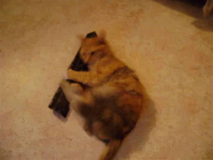 Blanding af racer Miauritz *R*I*P* 26/11-09 - jeg skal give dig.....ja jeg skal.... billede 18