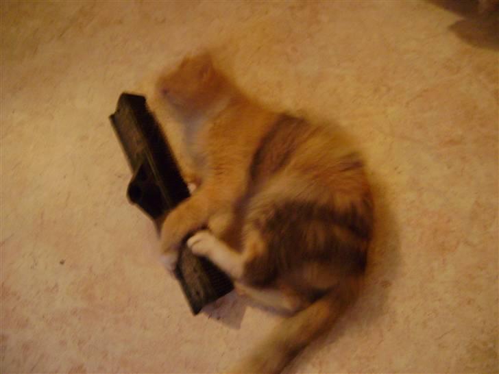 Blanding af racer Miauritz *R*I*P* 26/11-09 - tag den...og den....og den.... billede 19