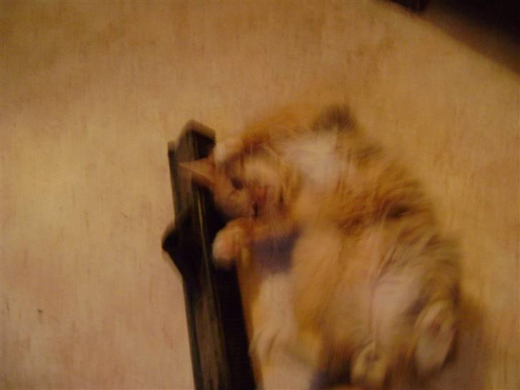 Blanding af racer Miauritz *R*I*P* 26/11-09 - okay....jeg giver mig....pyha billede 20