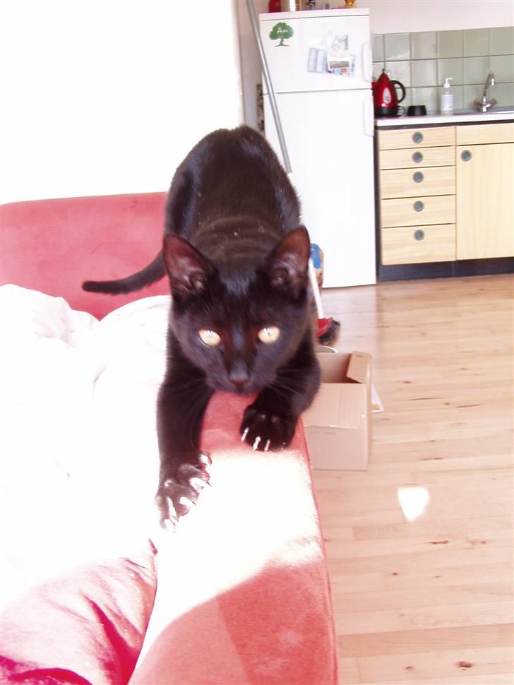 Huskat Mowgli - strækker sig  billede 6