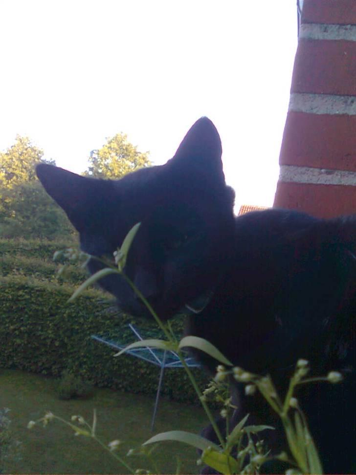 Huskat Mowgli - 8 mdr billede 15