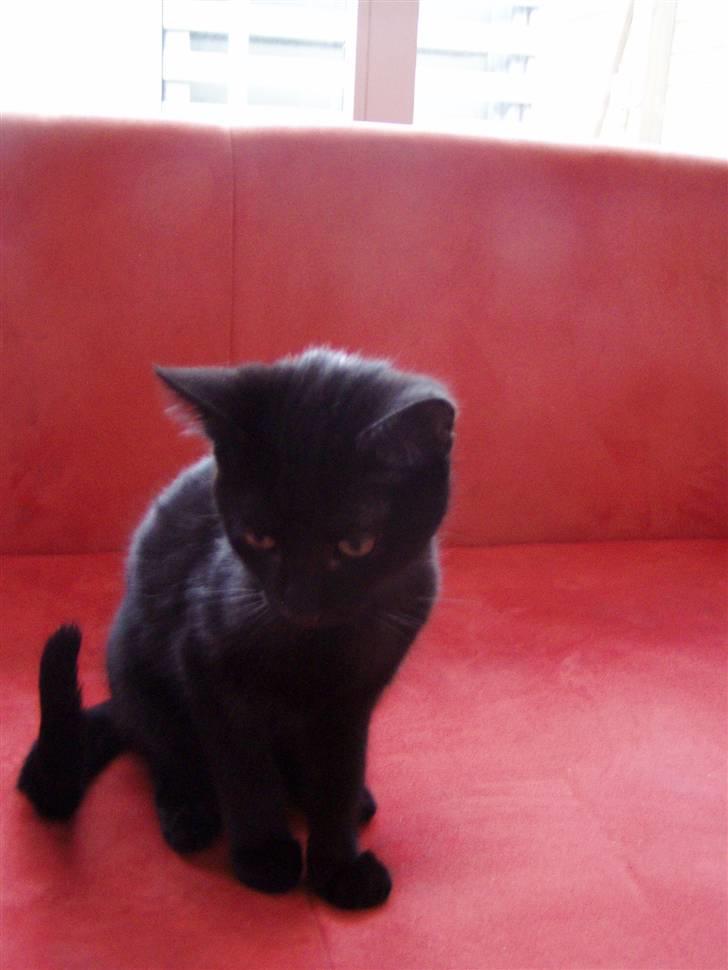 Huskat Mowgli - Mowgli ca 3 mdr..... billede 18