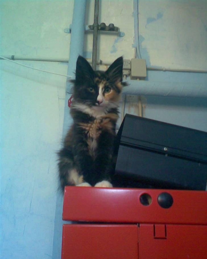 Norsk Skovkat trunte billede 1