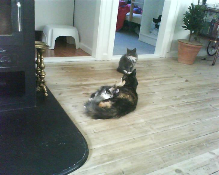 Norsk Skovkat trunte billede 2